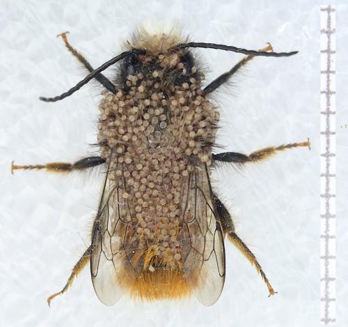 Osmia cornuta